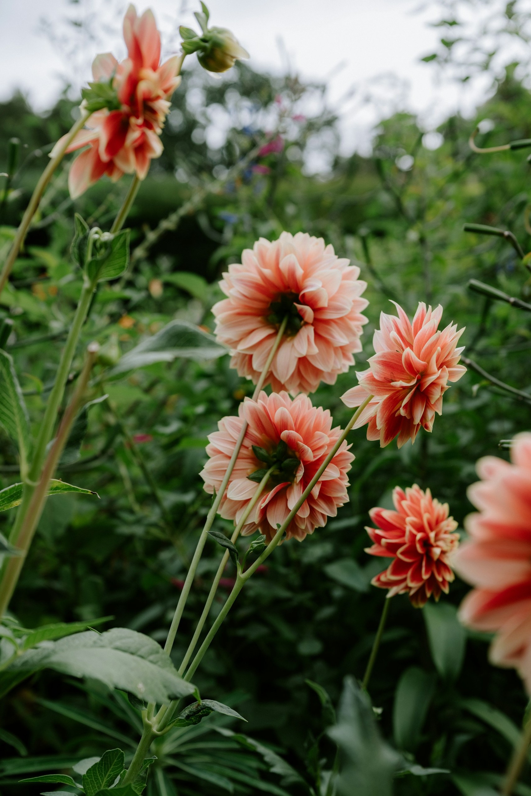 Dahlias roze